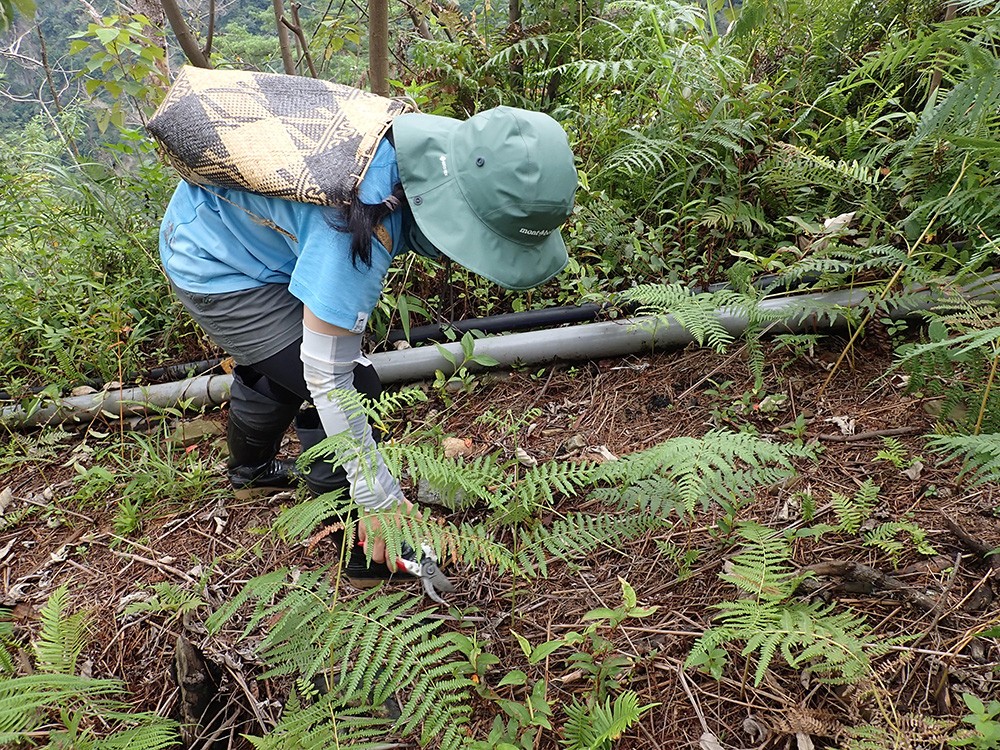 惠蓀林場火燒跡地造林前後動植物監測